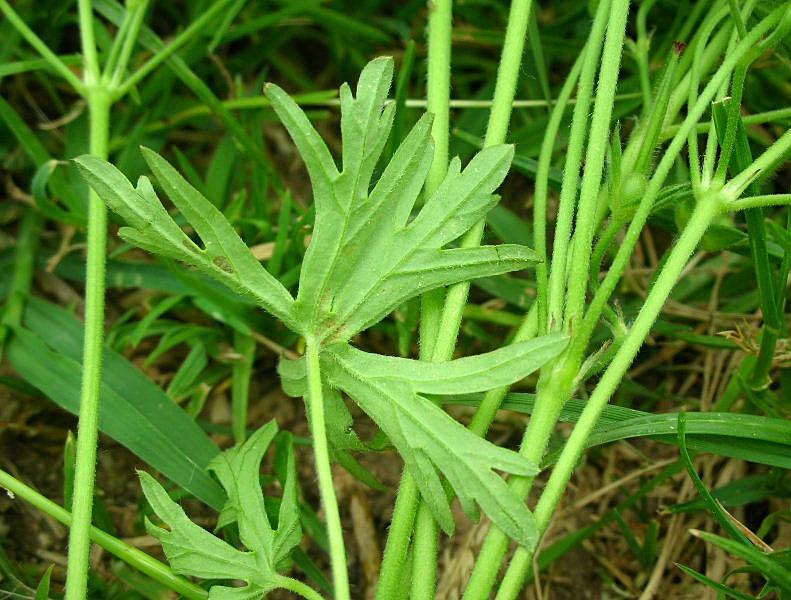 Geranium dissectum / Geranio sbrandellato